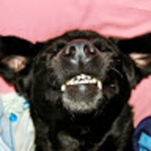 Meet your Posher, Abigail